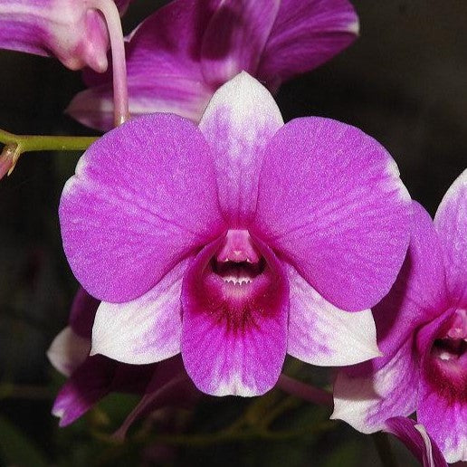 Dendrobium Yaya x Sirirattana