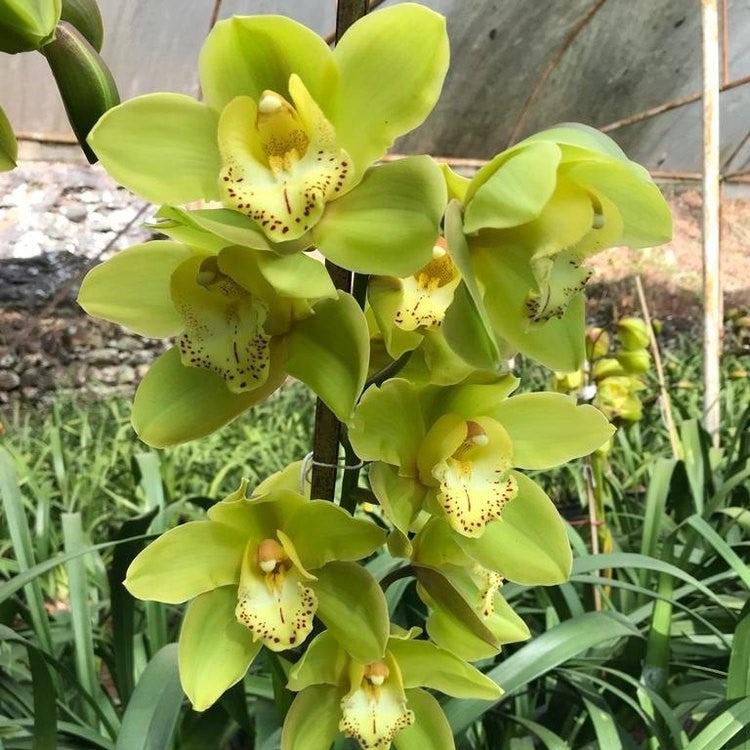 Cymbidium Yellow River 'Tara'