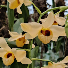 Dendrobium Moschatum orchid in full bloom, showcasing its delicate and captivating flowers with an alluring fragrance