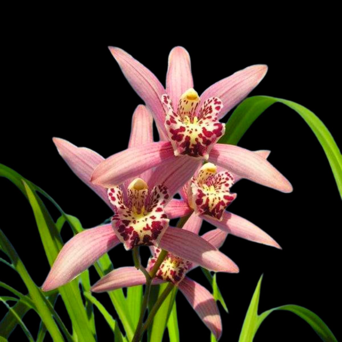 The Cymbidium Miss Taipei Unveiled orchid flower is a captivating sight to behold. Its petals are typically a combination of soft pastel colors and vibrant hues, creating a stunning visual display. The flower has a complex structure, with multiple layers of petals arranged in a symmetrical pattern.
