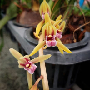 Cymbidium Aloifolium Heat-Tolerant Orchid - Lush live plant with resilience for thriving in warm climates