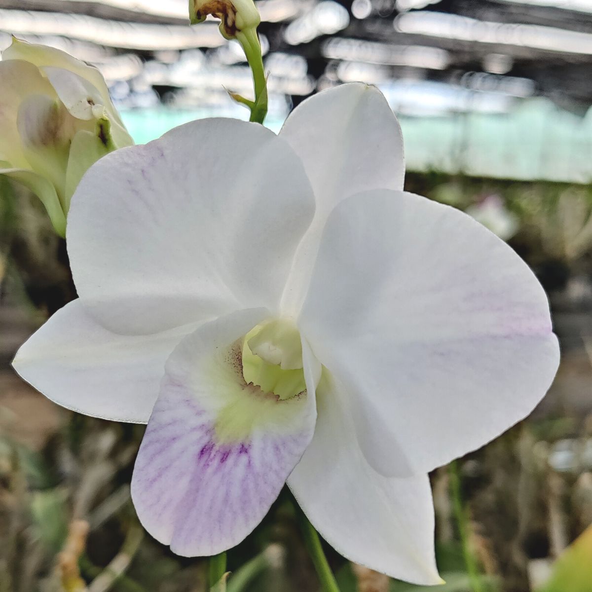 Dendrobium Sonia White orchid showcasing its elegant white blooms and delicate petals in full bloom