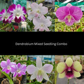 Dendrobium Mixed Seedling Orchid - Beautiful Variety of Colors and Patterns