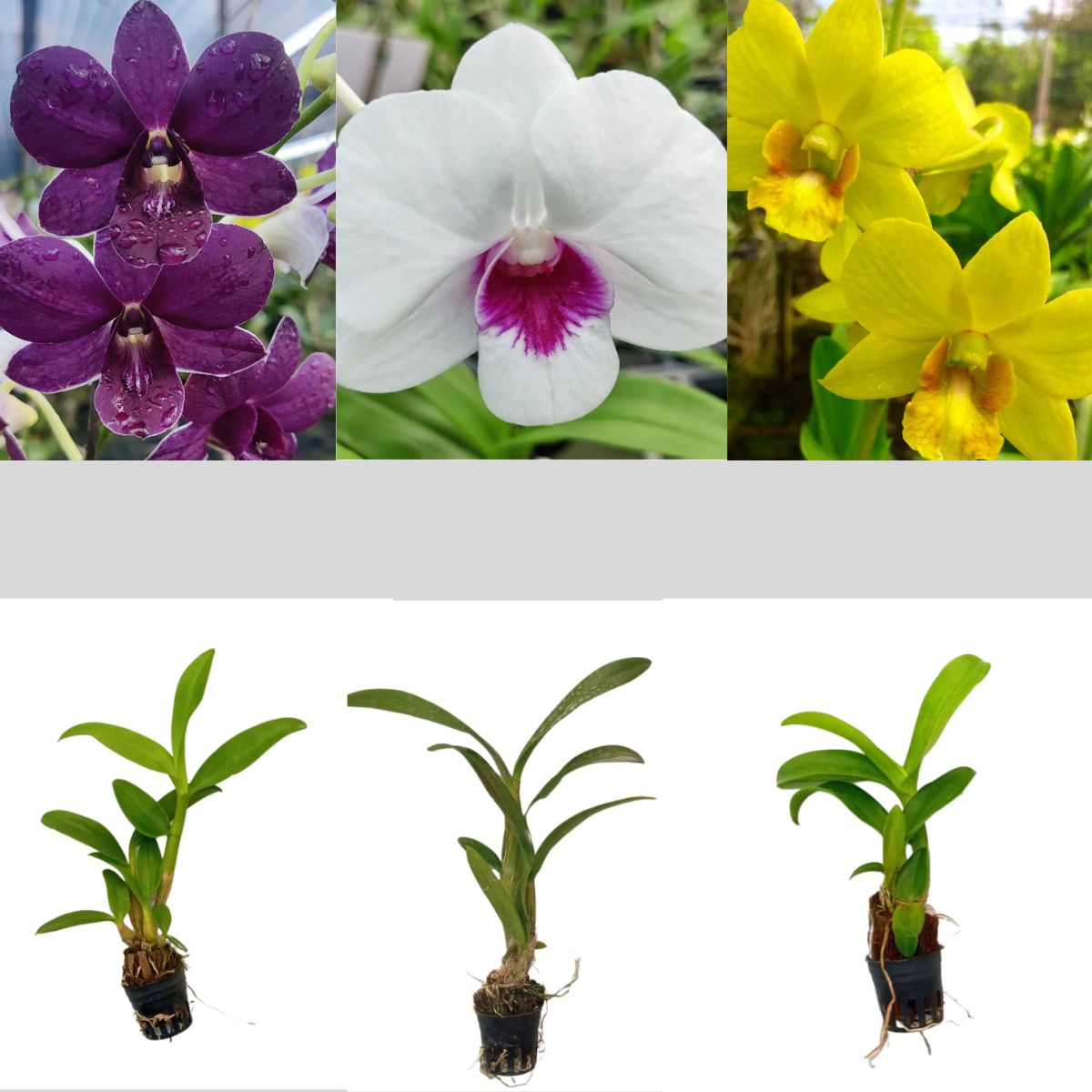 Blooming Seedling Orchid - Vibrant Blossoms of Growth and Beauty with 3 Net Pots, Orchid Potting Mix, and Orchid Care Supplies