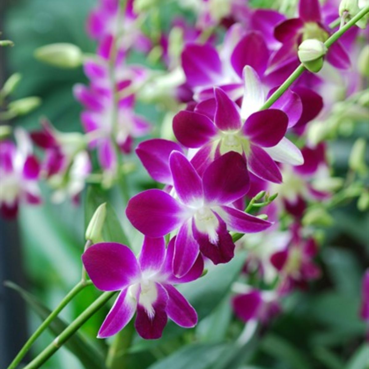 Close-up of a stunning purple Dendrobium Sonia orchid bloom