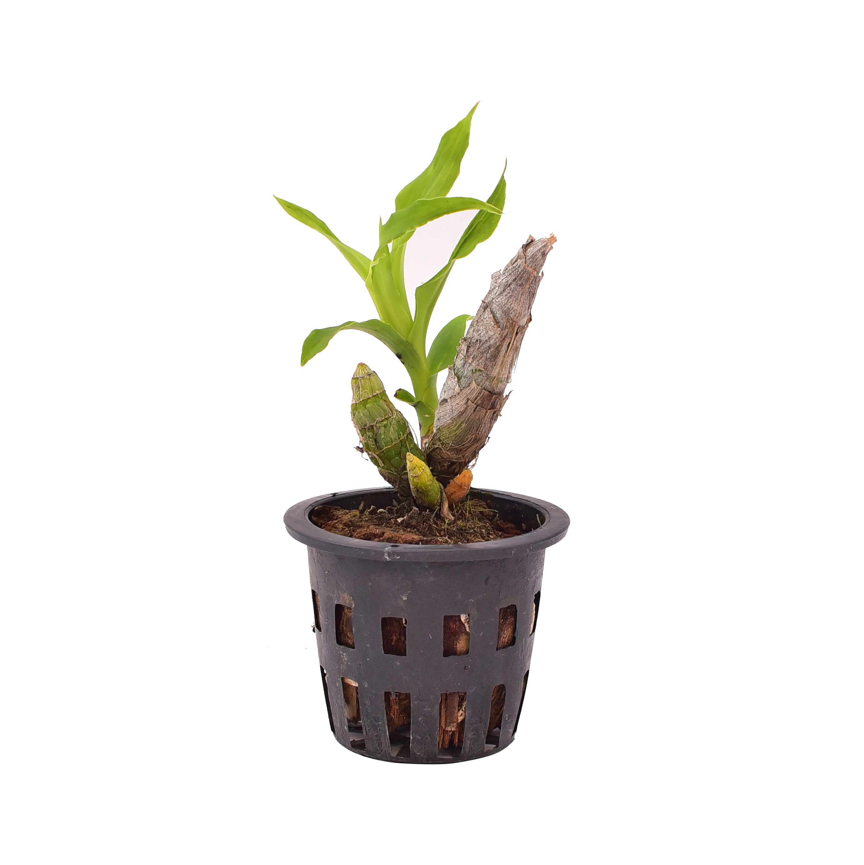 Healthy Catasetum Jumbo Waltz orchid plant with mature pseudobulbs, premium live orchid plant online India with safe doorstep delivery and free shipping.
