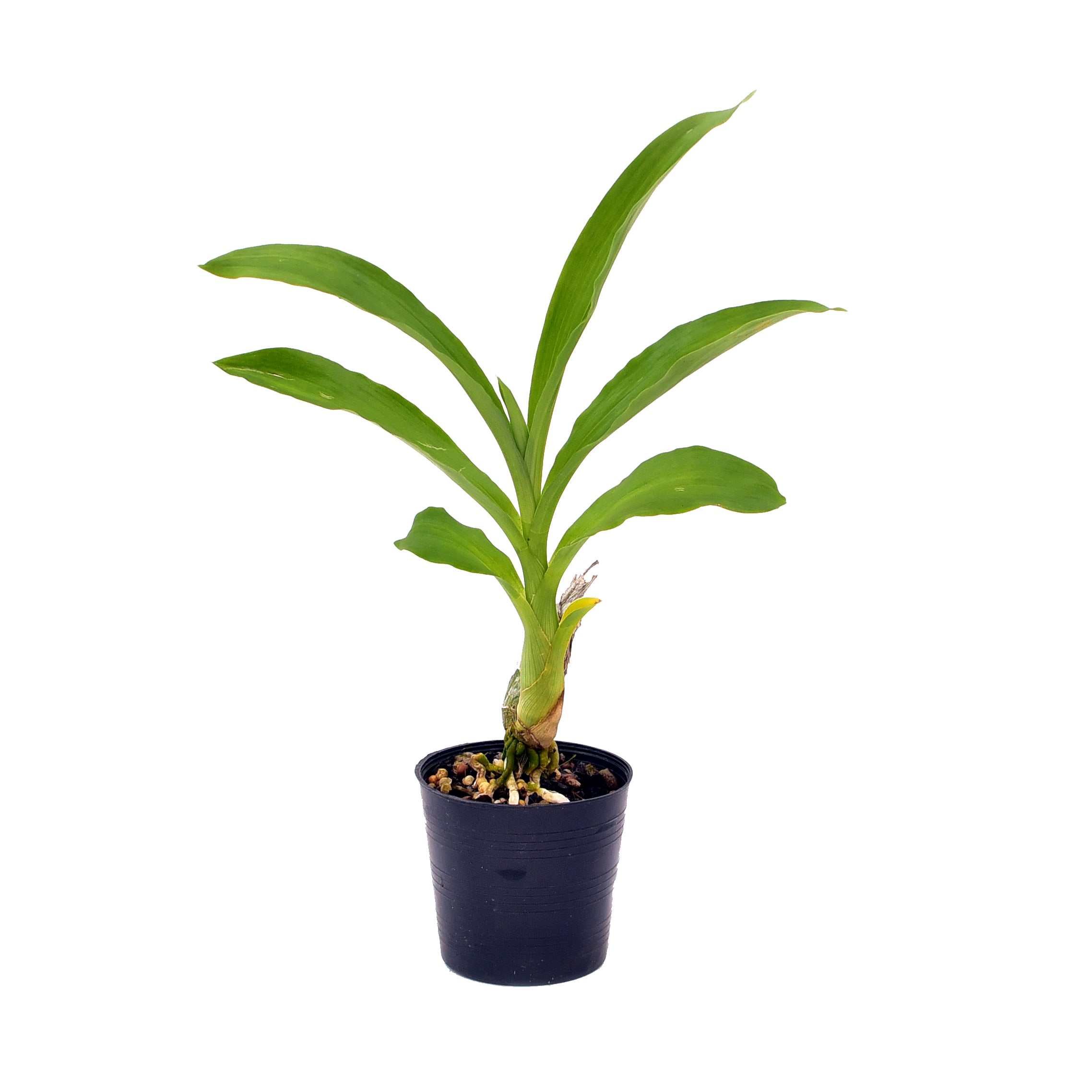 Healthy Fredclarkeara Kelly Longley orchid plant with mature pseudobulbs, exotic orchid plant online India, rare collector orchid suitable for tropical gardens and orchid enthusiasts.