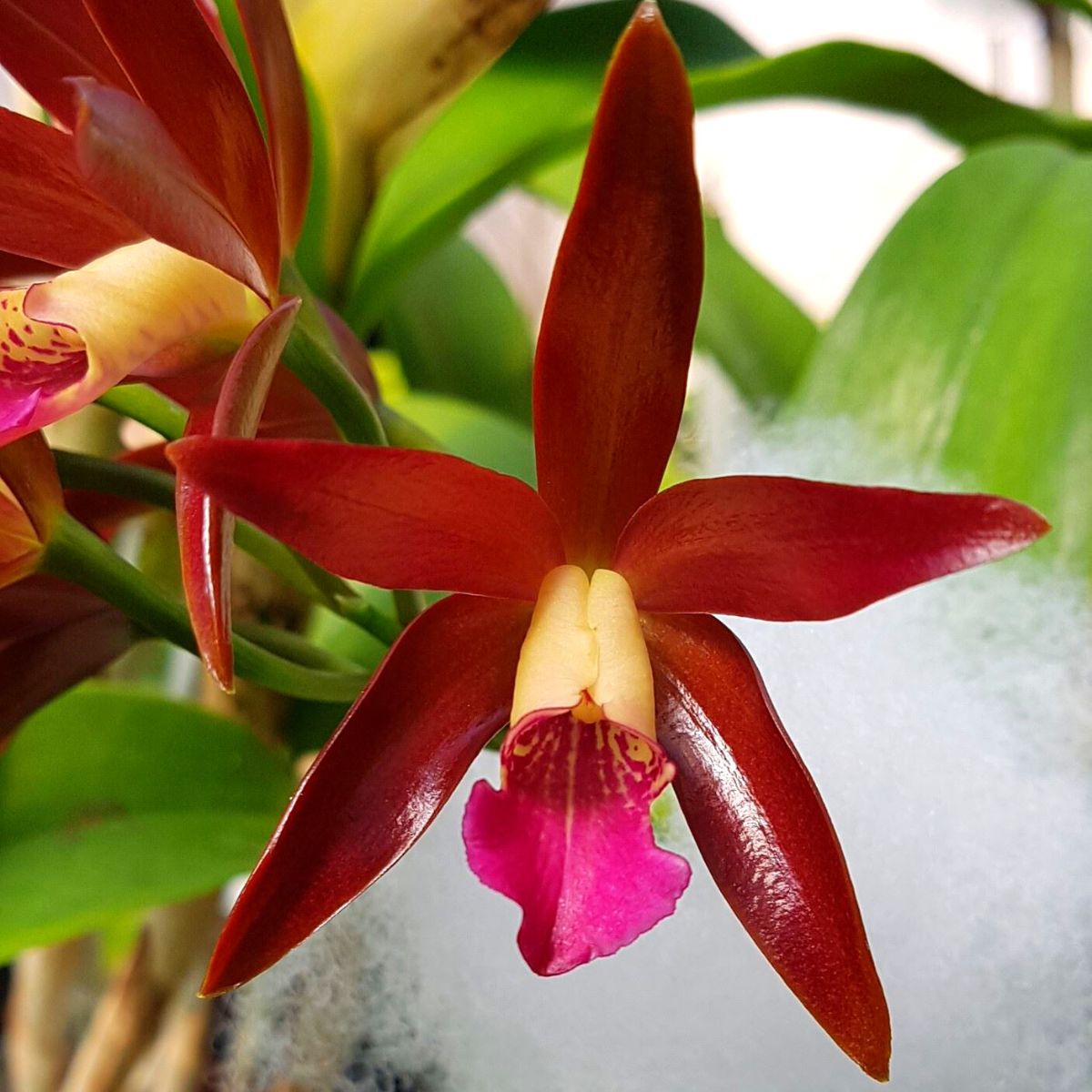 Close-up of a stunning Cattlianthe Chocolate Drop orchid bloom showcasing its deep chocolate color and intricate petal structure