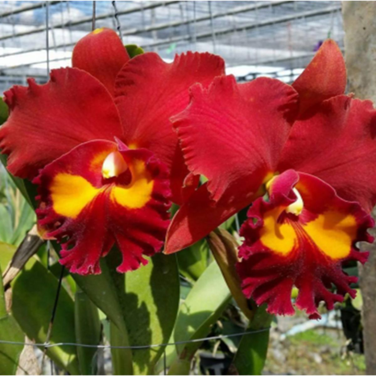 Rlc Samphran Gold Orchid - Stunning golden orchid with elegant blooms, radiating natural brilliance