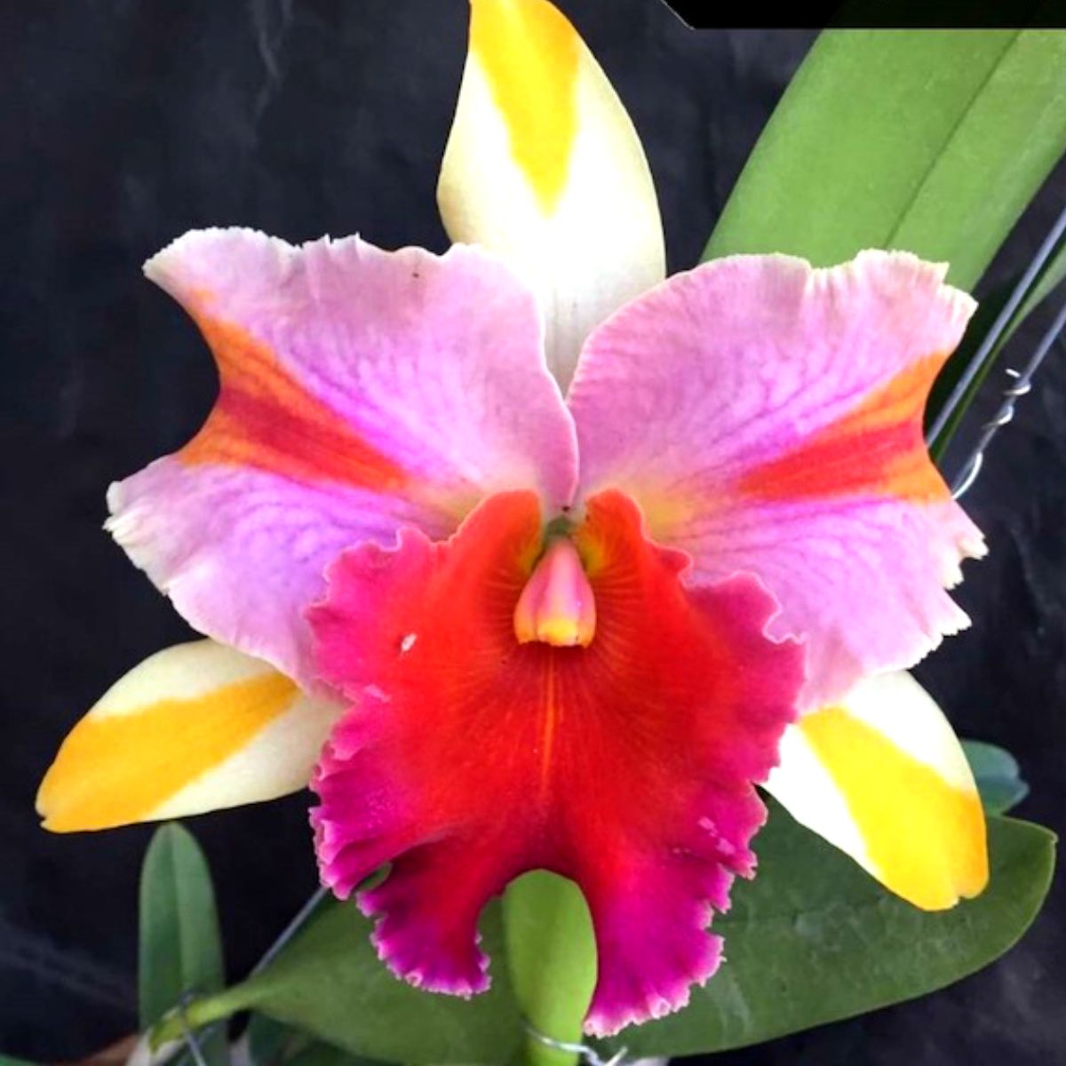 Rlc Amazing Thailand Rainbow Orchid - Spectacular orchid with a vibrant rainbow of colors, showcasing exotic beauty