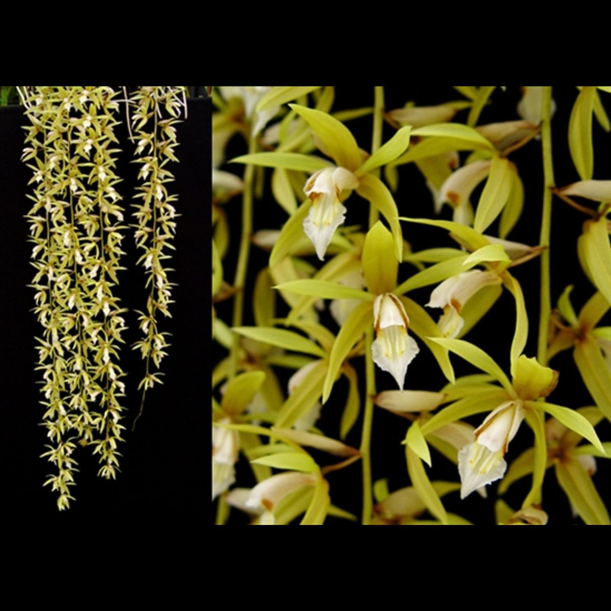 Coelogyne Rochussenii orchid flower with cascading greenish yellow blooms, star shaped petals, and elegant pendant flower spikes ideal for rare orchid collections and exotic hanging orchid displays in India.
Rare hanging orchid species online in India featuring decorative tropical blooms and premium collector orchid appeal suitable for orchid enthusiasts and greenhouse collections.