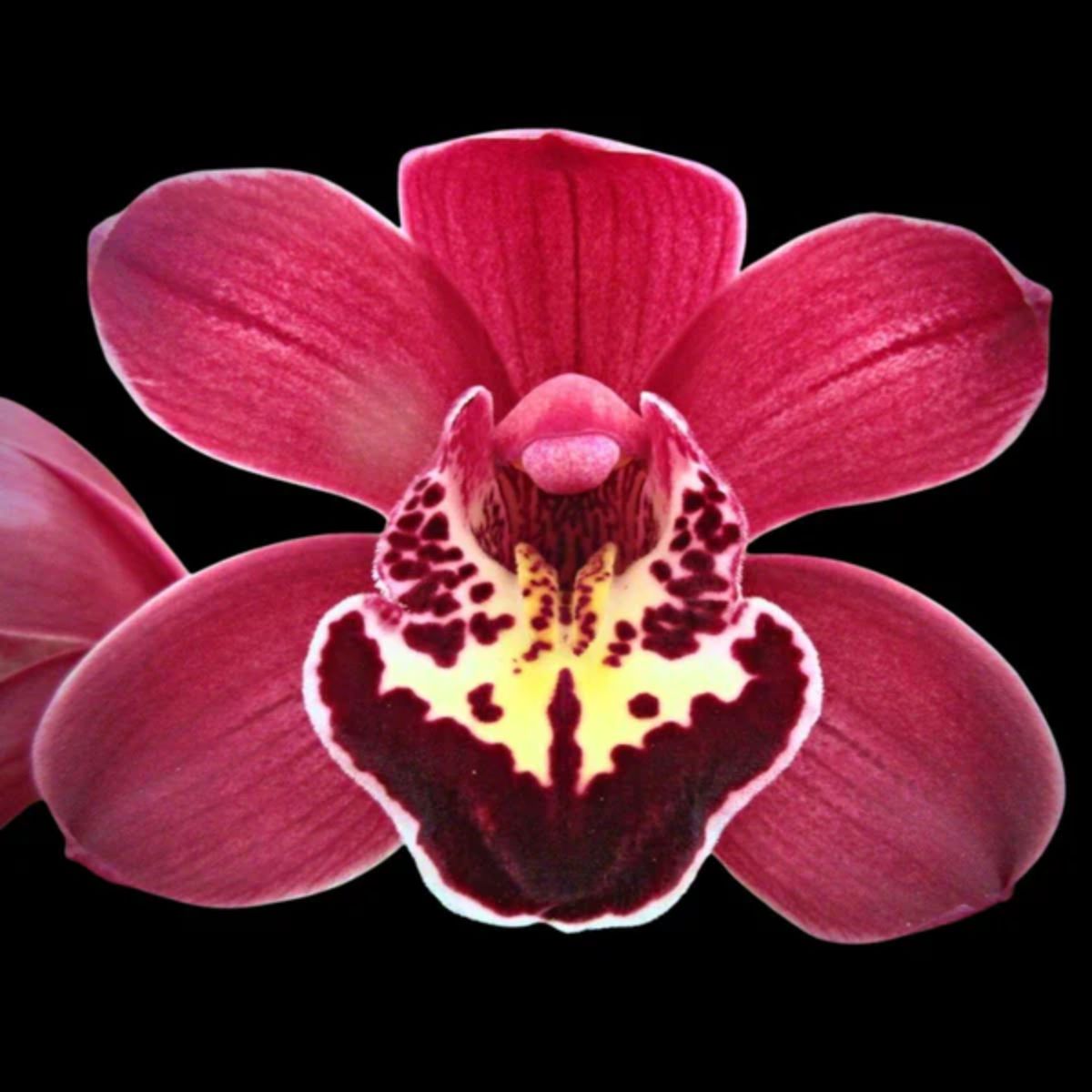 Exotic Cymbidium ‘Marilyn Levi’ orchid bloom with intense cherry red petals, dark burgundy patterned lip, smooth satin flower texture, and premium temperate Cymbidium orchid appearance for rare orchid collections in India. Large flowered Cymbidium hybrid with vivid colour contrast and long lasting winter blooms.
