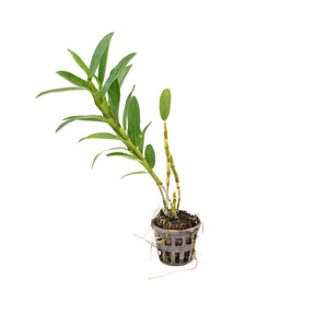 Blossoming Dendrobium Nobile Hybrids Assorted Mix Color Orchid Blooming Size Plant - Nature's Vibrant Gift for Your Indoor Garden