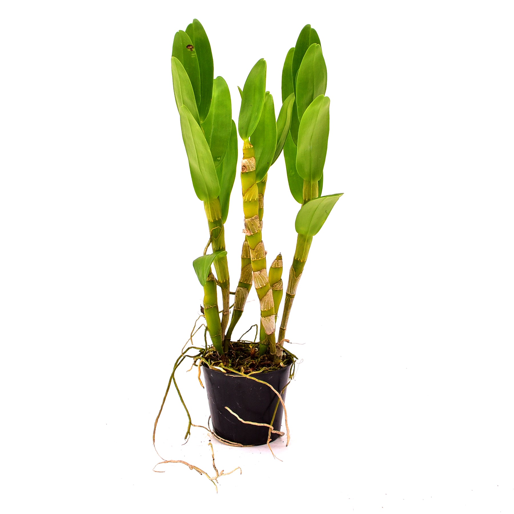 Denbrobium Nobile Napori Orchid - Blooming Size Plant for Instant Beauty and Splendor