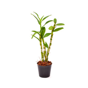 Denbrobium Nobile Wattanabe White Orchid - Blooming Size Plant for Instant Beauty and Fragrance