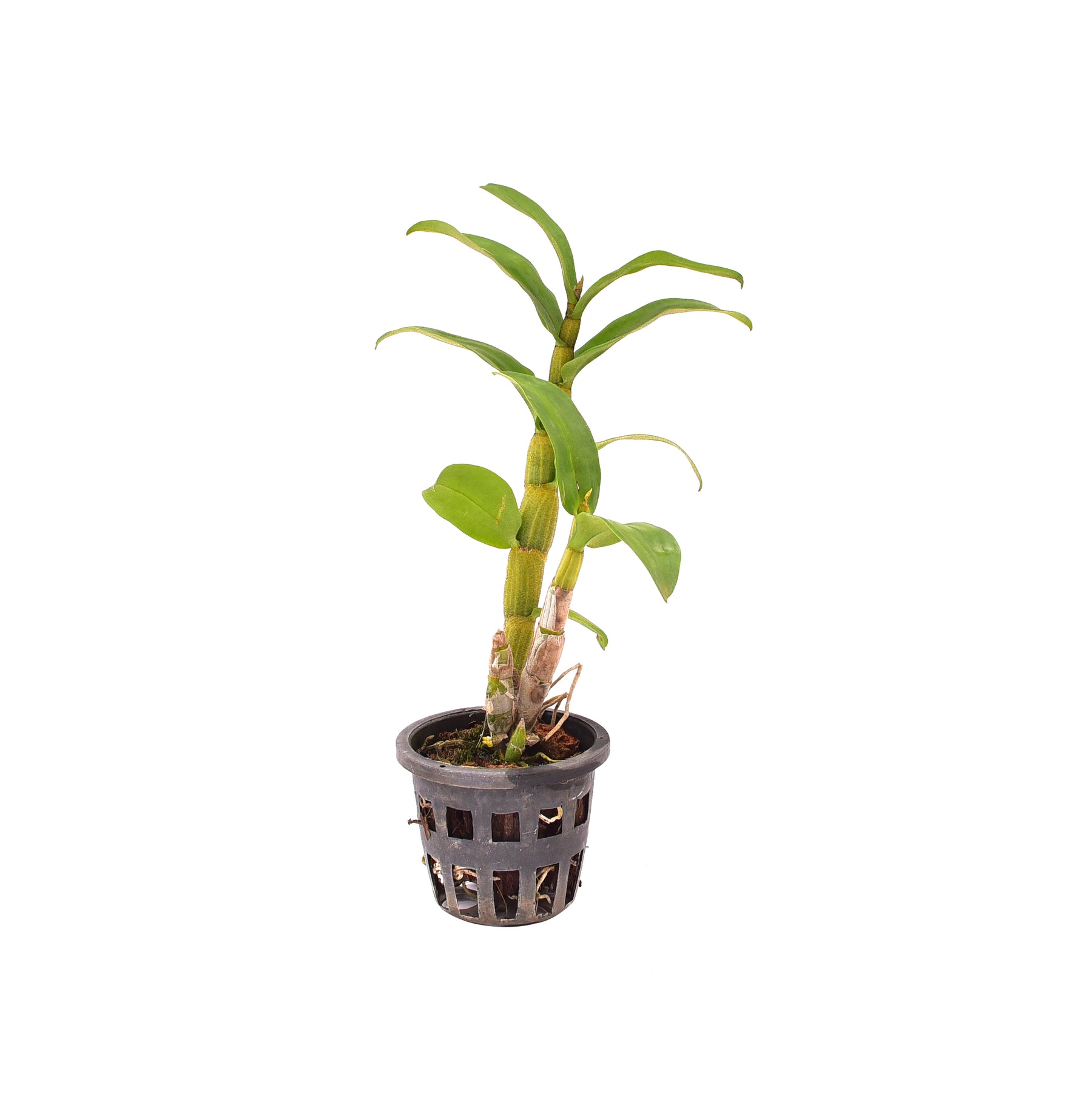 Denbrobium Roongkamol NBS Orchid - Exotic and Vibrant Blooms for Indoor Beauty