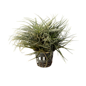 Mature Tillandsia Stricta air plant in bloom