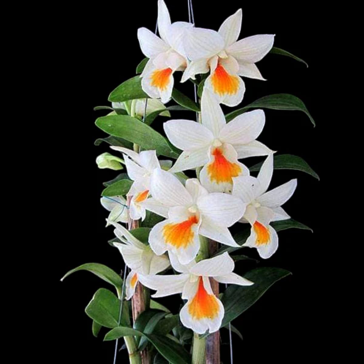 Dendrobium Jairak Dawn Yellow Lip orchid flower with pure white petals, vibrant yellow orange lip, elegant flower clusters, and tropical beauty ideal for orchids online India, Dendrobium orchids, flowering orchid plants, and exotic orchid collections.
