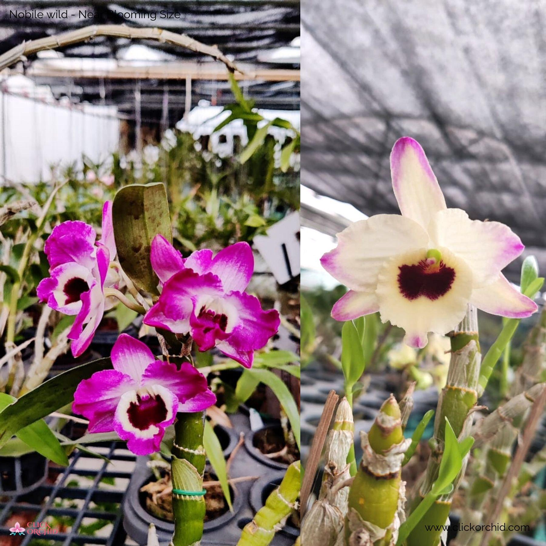 Dendrobium Nobile Hybrid orchid flowers blooming along cane with white pink and purple shades and contrasting lip, fragrant waxy blooms arranged densely, classic indoor orchid plant India. Species Variety