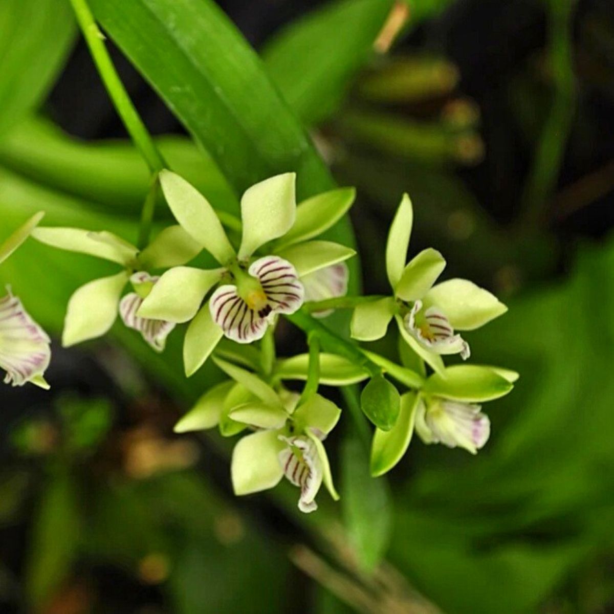 Encyclia radiata flower with elegant star-shaped blooms, exotic orchid species available for doorstep delivery in India