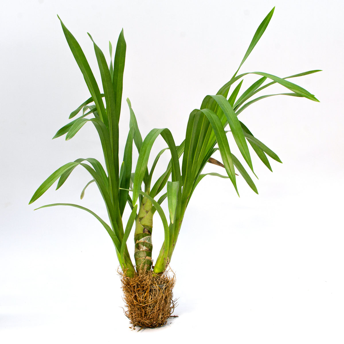 Grammatophyllum Speciosum Var. Alba Live Orchid Plant - Embrace the Majestic Beauty of Nature in Your Home