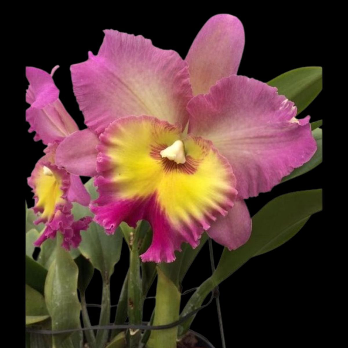 RLC Nakornchaisri Delight Pink Orchid - Captivating Elegance in Soft Pink Hues