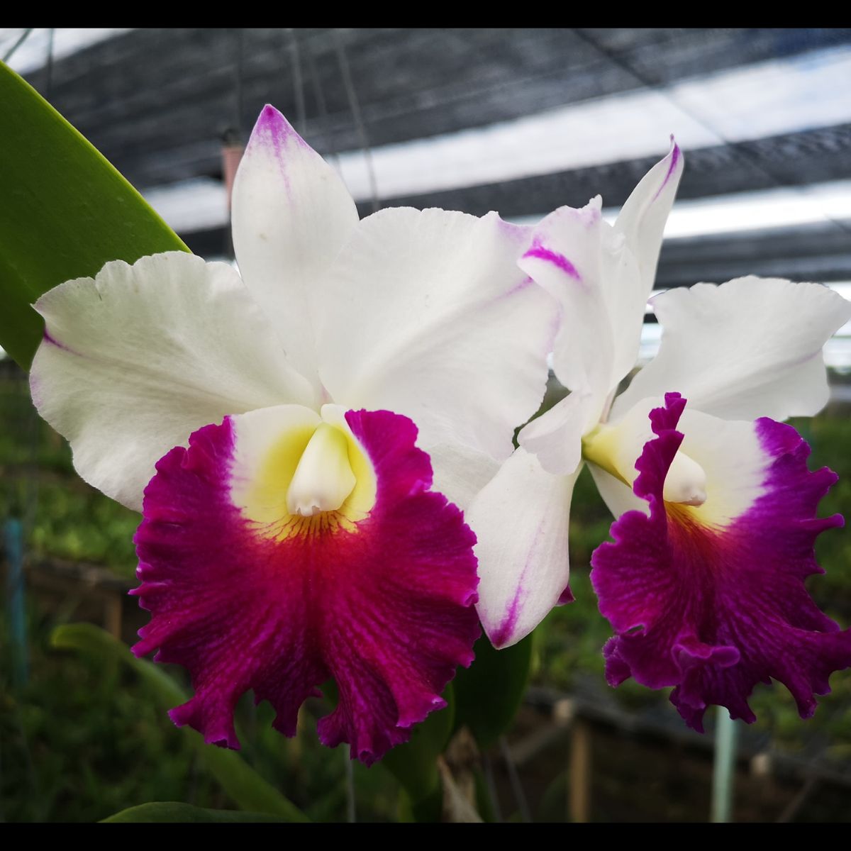 The Cattleya Rlc. Krichaya Delight orchid features large, showy blooms that are truly captivating. The flowers exhibit a stunning combination of colors, including shades of pink, purple, and white. The petals often display intricate patterns and markings, adding to the beauty of this orchid variety.