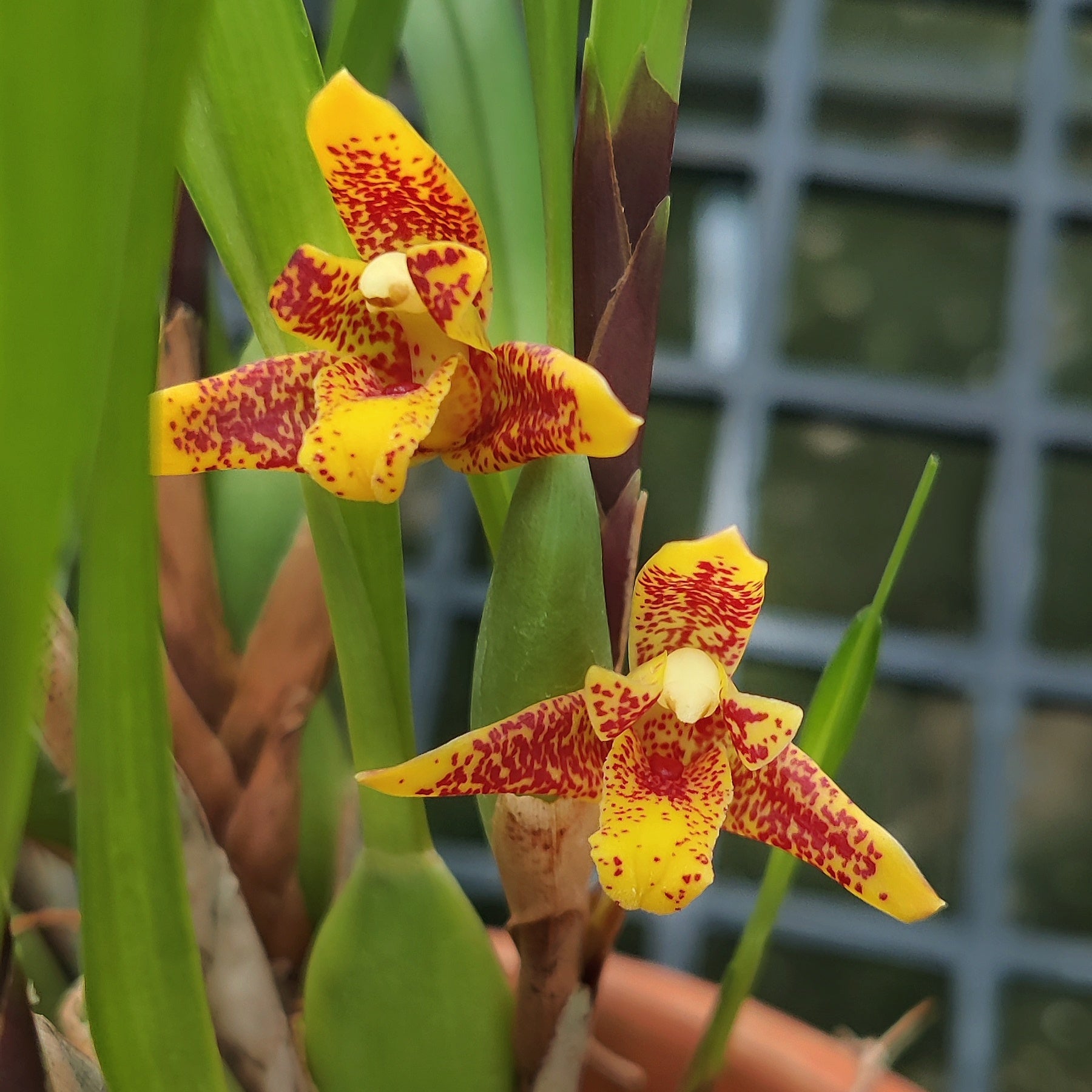 Maxillaria Memoria Ben Berliner orchid flower with bright golden yellow petals, deep burgundy leopard spotting, exotic patterned lip, and rare tropical orchid beauty ideal for species orchid collections, indoor orchid displays, greenhouse orchid growing, and exotic orchid enthusiasts in India. Compact Maxillaria orchid hybrid with unusual spotted blooms, collector grade flowering habit, and vibrant ornamental orchid appearance.