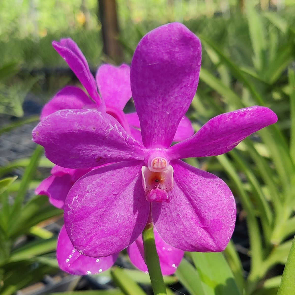 Mokara Calipso Pink orchid flower with vibrant pink blooms and elegant tropical form, exotic flowering orchid, premium orchid plants online in India from Click Orchid, a leading destination for orchid lovers.