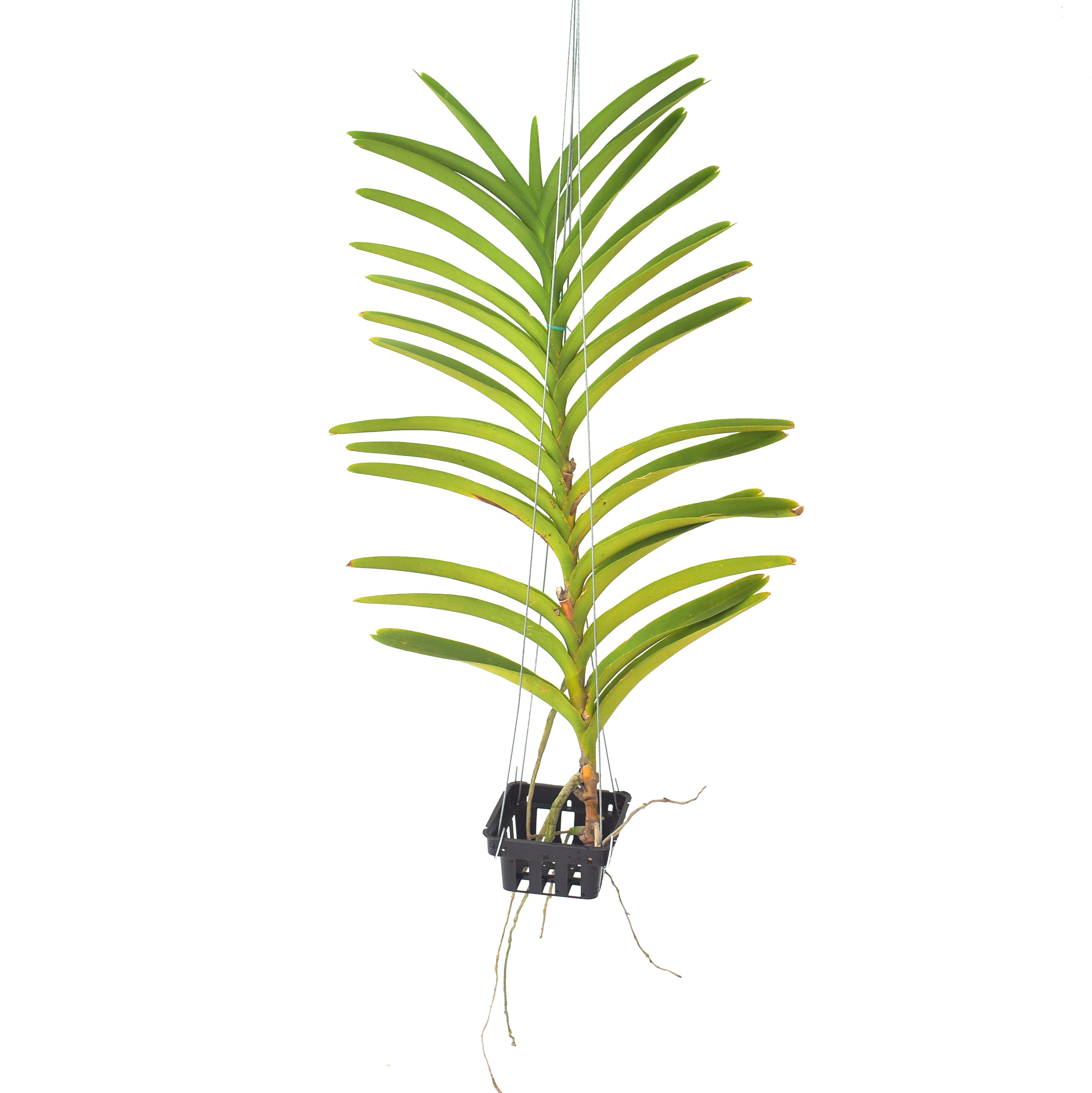 Healthy Mokara Calipso Pink orchid plant with lush green foliage and aerial roots, premium live orchid plant online in India, exotic tropical orchid for collectors and home gardens from Click Orchid.