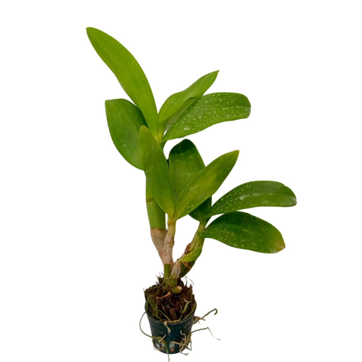Dendrobium King of Gold Live Plant - Lush Foliage and Majestic Golden Petals for Your Indoor Garden