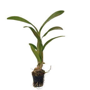 Dendrobium Airy Ice Live Plant - Lush Foliage and Delicate, Ice-like Petals for Your Indoor Garden