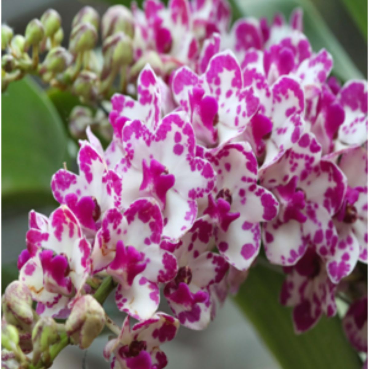 Rhynchostylis Gigantea (Ply) Orchid - Blooming beauty in vibrant shades of pink and white.