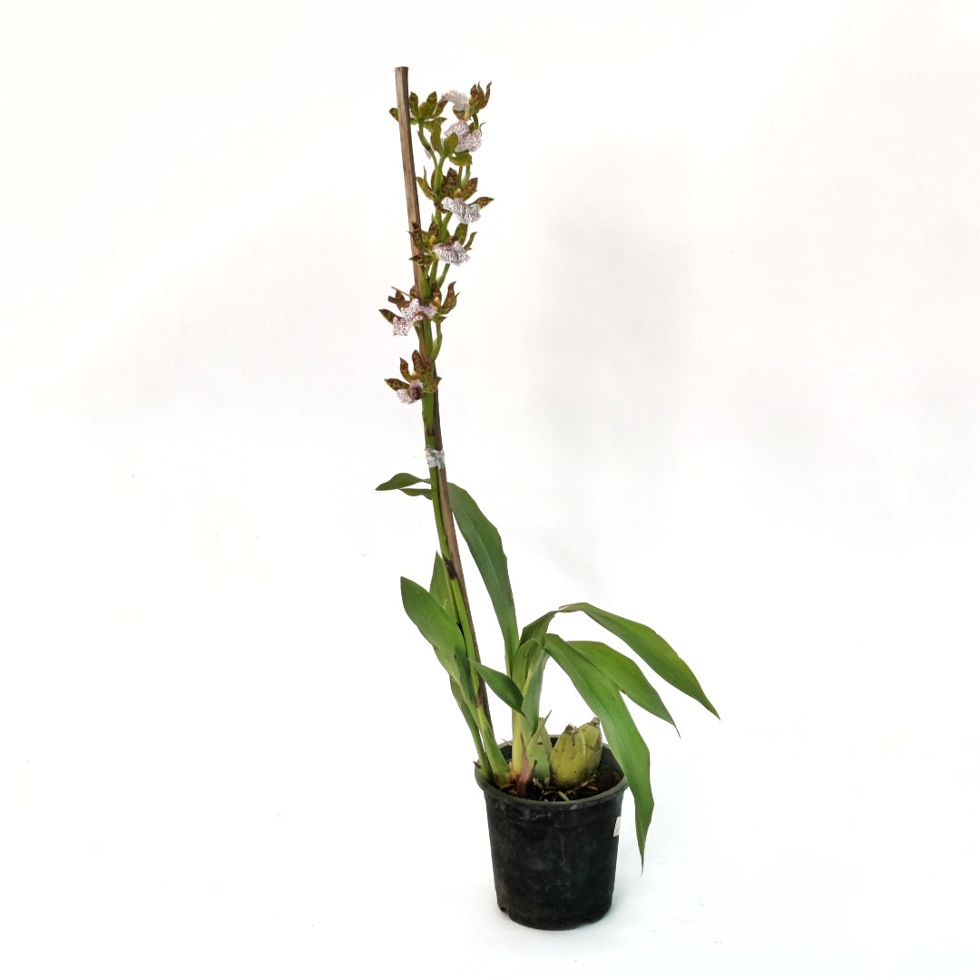 Zygopetalum Mackayi Live Plant: Experience the enchantment of this rare orchid variety with its vibrant blooms and captivating patterns