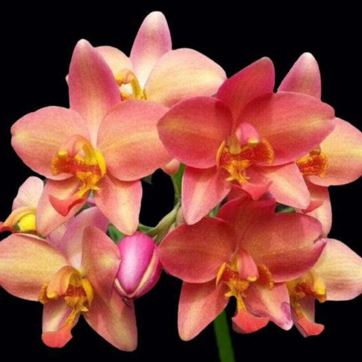 The Spathoglottis Sunshine Orange orchid typically features medium-sized blooms. The flowers are known for their vibrant and eye-catching orange color, resembling the warmth and radiance of the sun. The petals have a smooth and velvety texture, enhancing the allure of the flower.