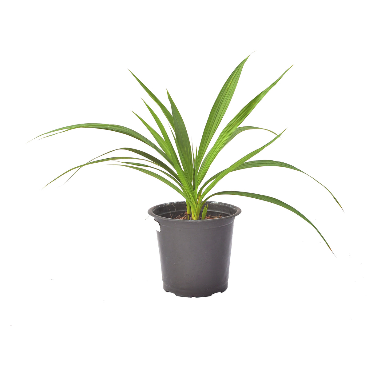 Spathoglottis Pink Princess Orchid - Blooming Size Plant: Experience the Beauty of Fully Blooming Pink Princess Orchid