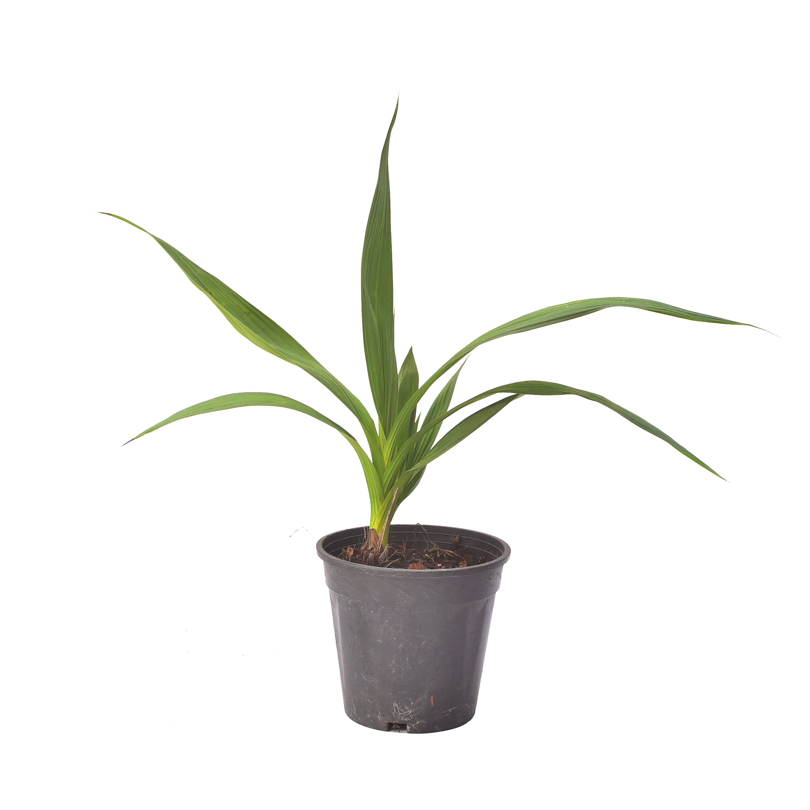 Spathoglottis Big Orange Fancy orchid plant with lush green foliage and vigorous tropical growth suitable for patios, balcony gardens, outdoor orchid displays, and customers searching for healthy live orchid plants online in India.