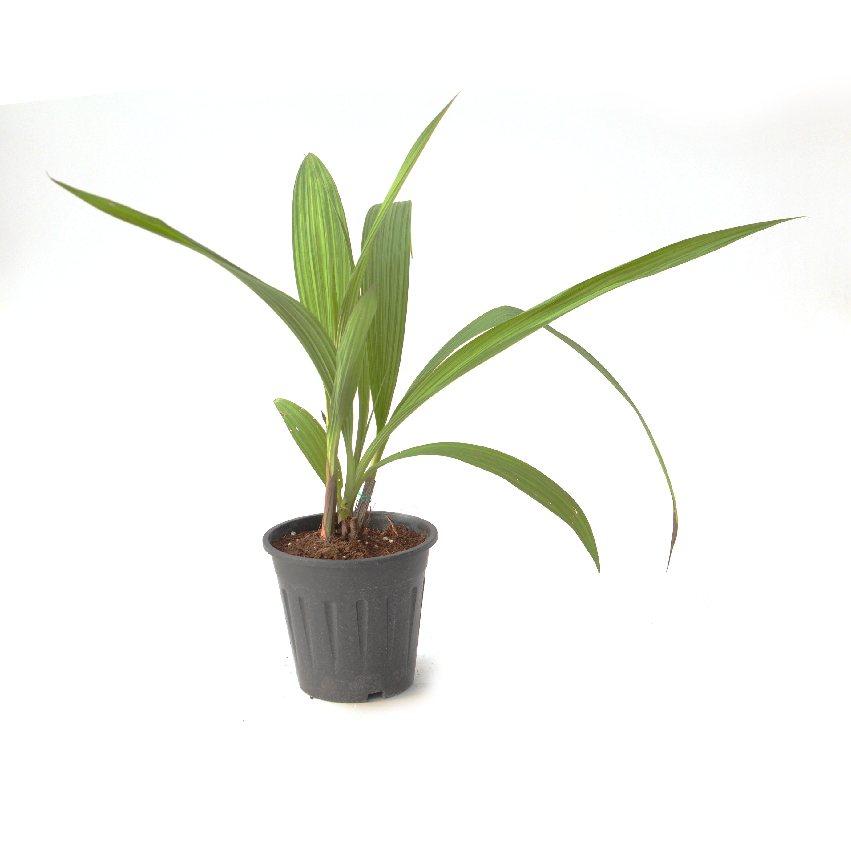 Spathoglottis Big Yellow orchid plant with lush green foliage, healthy tropical growth, and upright flowering spikes suitable for balcony gardens, outdoor orchid displays, orchids online India, and customers searching for healthy live orchid plants with free shipping across India.