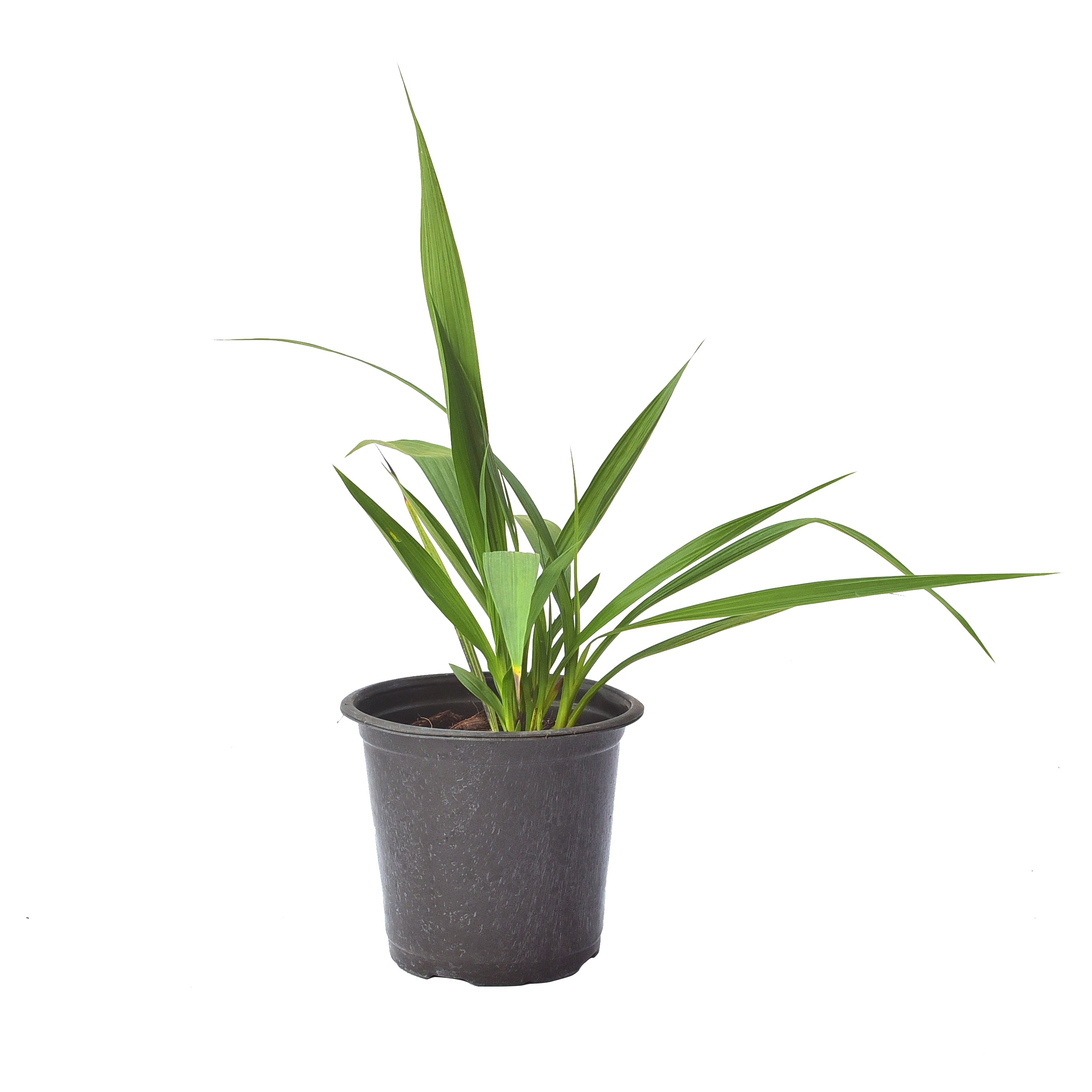 Spathoglottis Purple White Sweet orchid plant with lush green foliage, healthy tropical growth, and ornamental flowering spikes suitable for balcony gardens, tropical outdoor displays, orchids online India, and customers searching for healthy live orchid plants with free shipping across India.