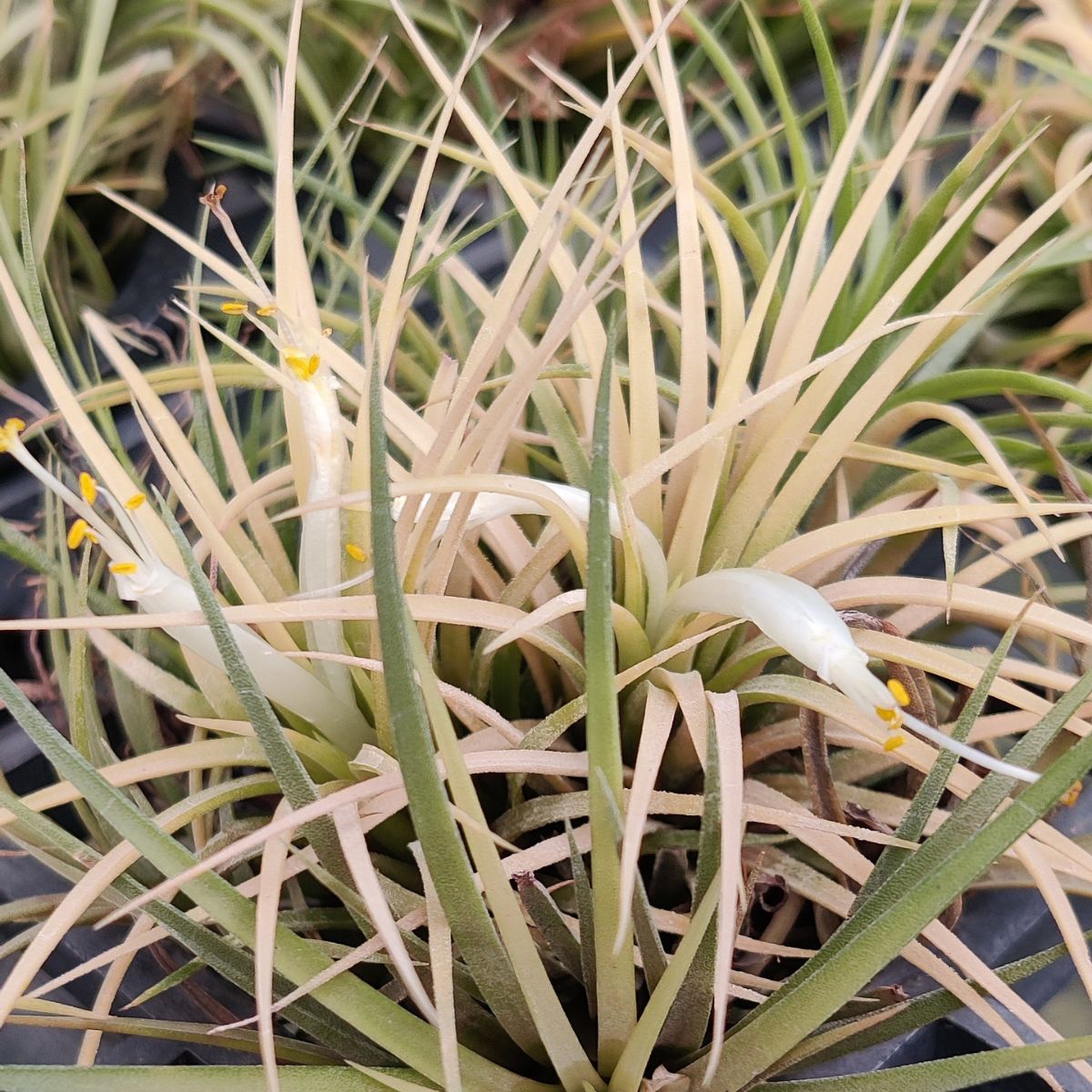 Tillandsia Ionantha Yellow clump air plant with glowing yellow green foliage, compact rosette growth, and exotic tropical air plant appearance for terrariums, indoor decor, and Tillandsia collections in India. Rare flowering Tillandsia air plant cluster with vibrant ornamental colours and low maintenance indoor plant appeal.