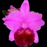 Cattleya Amy Wa Kasuki Yananashi Orchid - Delicate blooms adorned with captivating colors and intricate patterns