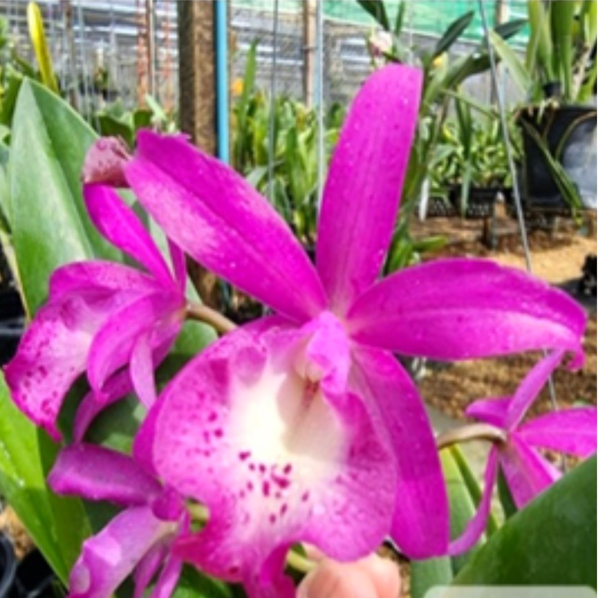 Close-up of a captivating Cattleya BC Taiwan Mermaid orchid in full bloom, showcasing its exquisite petals and graceful form in a mesmerizing display of natural beauty