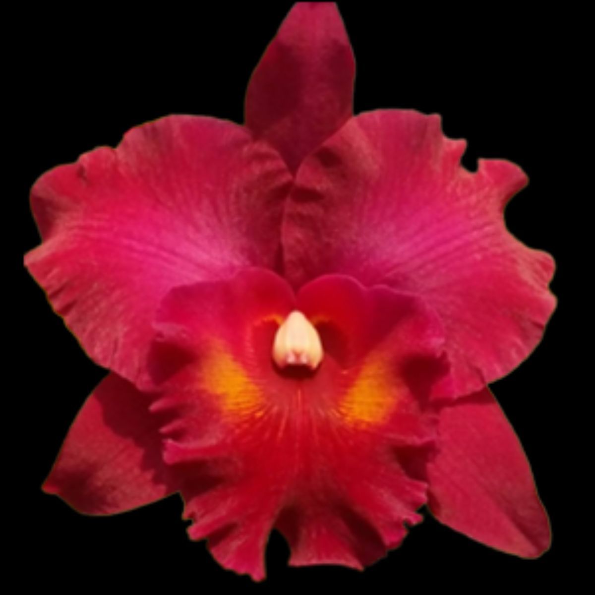 RLC Myanmar Sunset Orchid - Captivating blooms showcasing vibrant colors and stunning patterns, reminiscent of a breathtaking sunset