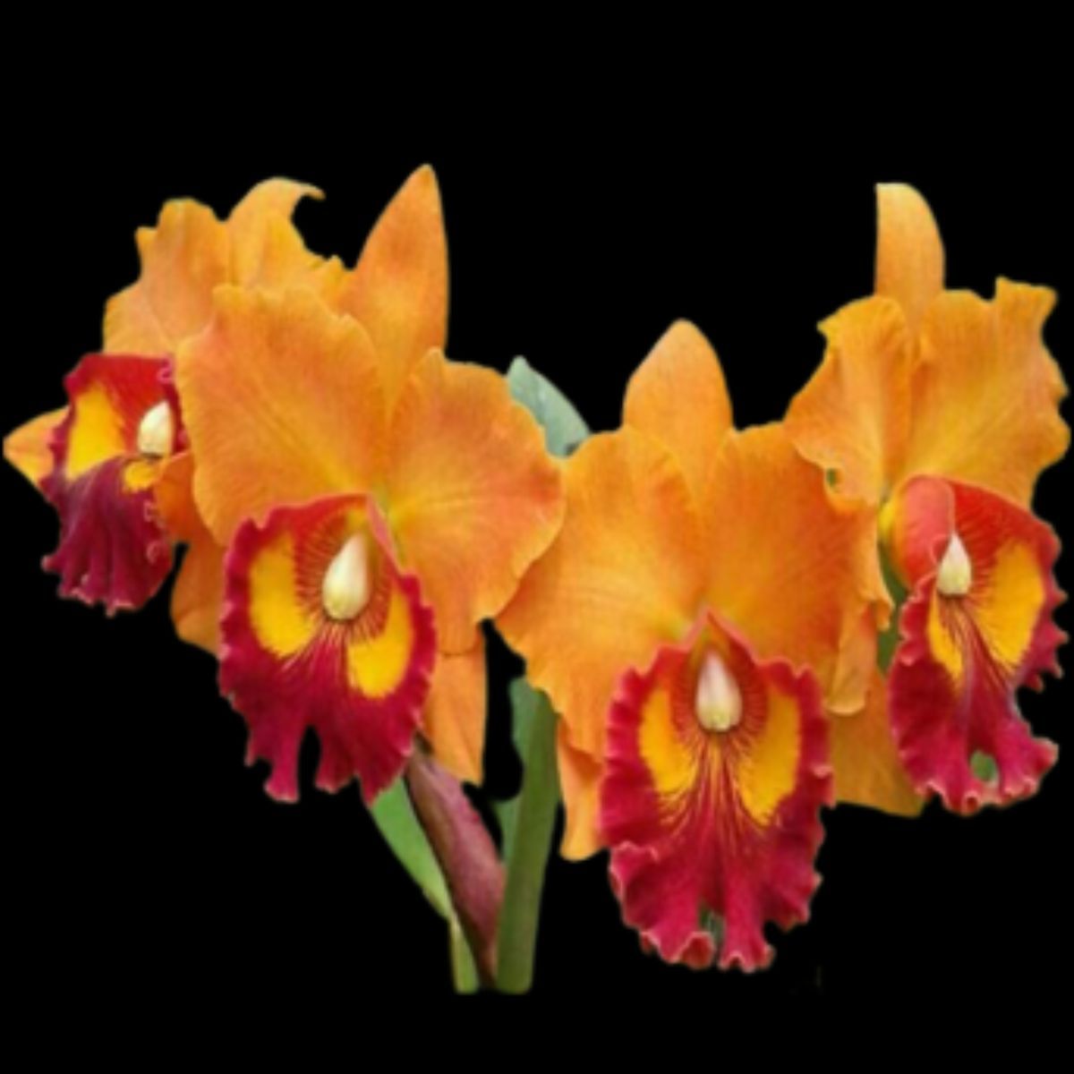 BLC Tawan Chai Orchid Plant - Exquisite Beauty in Blossoming Blooms