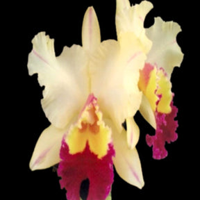 BLC Fabianalahr Machado 4 Orchid - Striking blooms showcasing nature's vibrant beauty