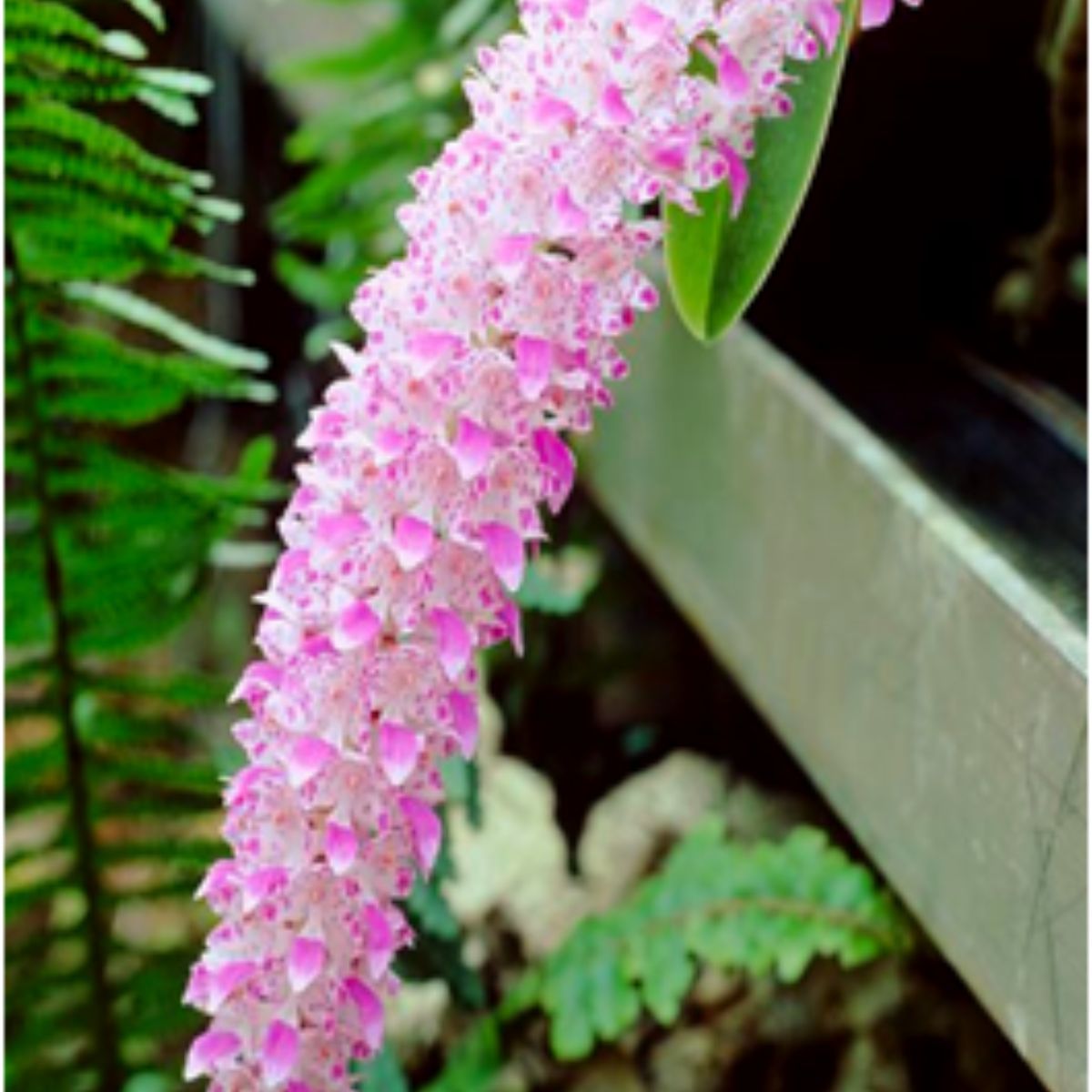 Rhynchostylis Gigantea Retusa Orchid - Captivating Purple and White Blooms