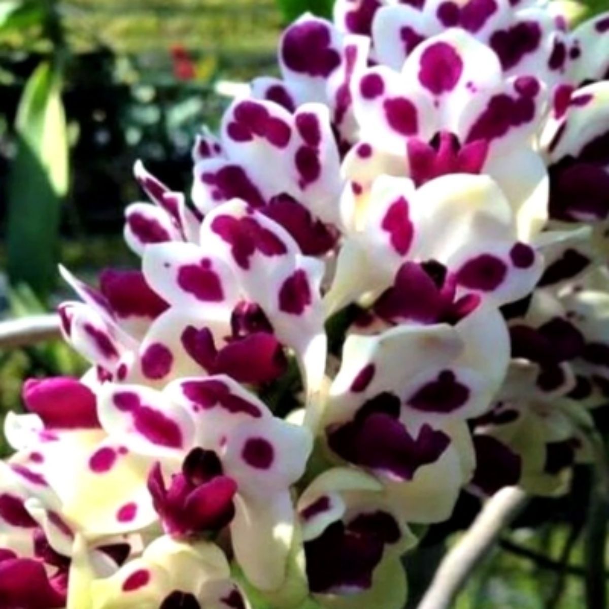 Whimsical Rhynchostylis Gigantea Cartoon Orchid with colorful and uniquely shaped flowers, resembling a charming cartoon character, adding a playful touch to any space