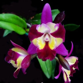 Cattleya Sogo Doll 'Little Angel' Orchid - Exquisite Blooms in Vibrant Colors