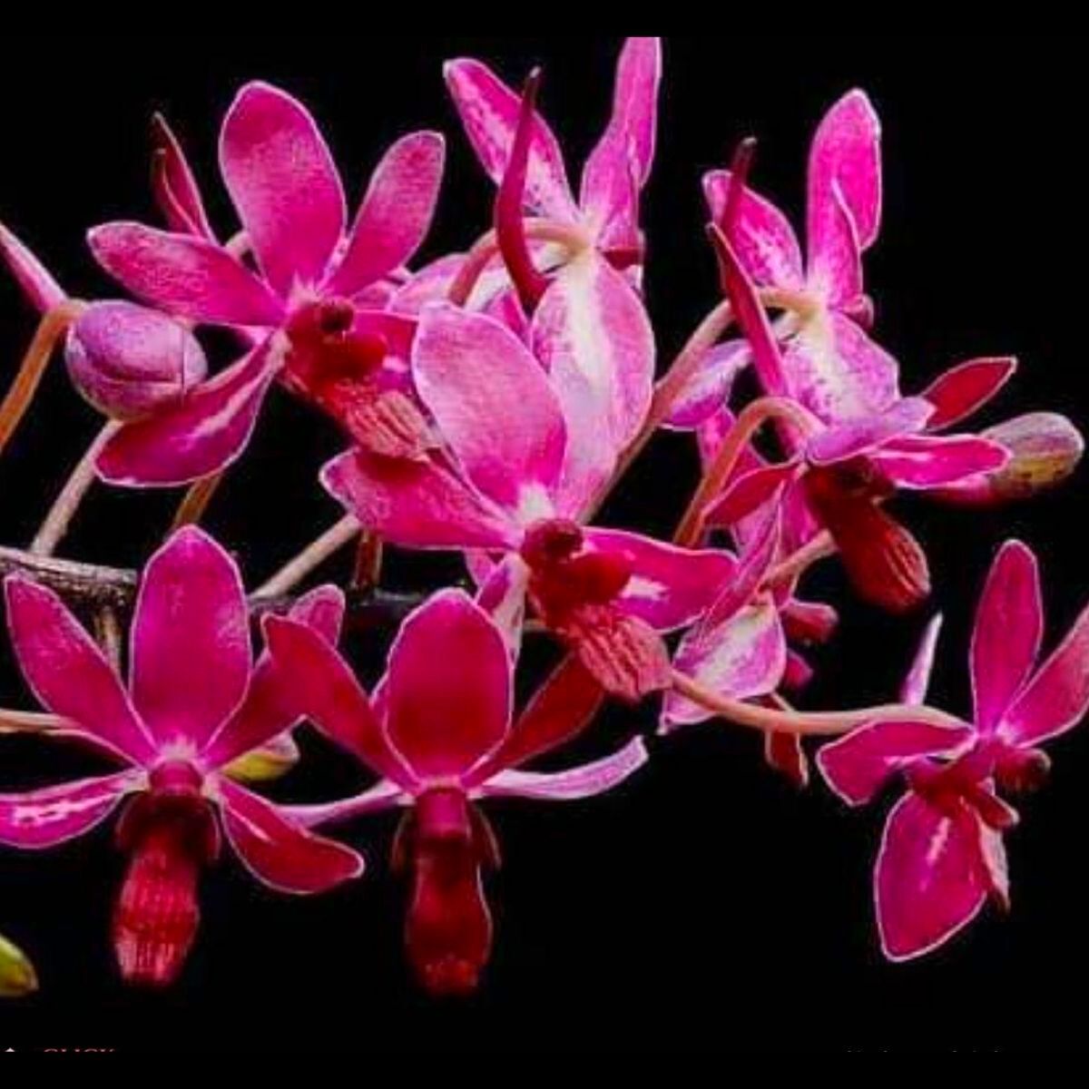 Vandachostylis Pinky Red Orchid - Striking and vibrant blooms for a burst of color