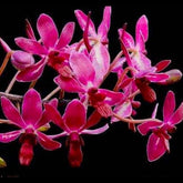Vandachostylis Pinky Red Orchid - Striking and vibrant blooms for a burst of color